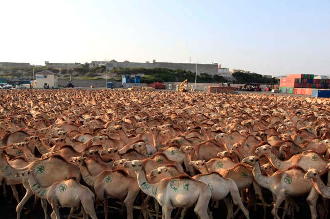 Camels being exported from Somalia to the Middle East.
