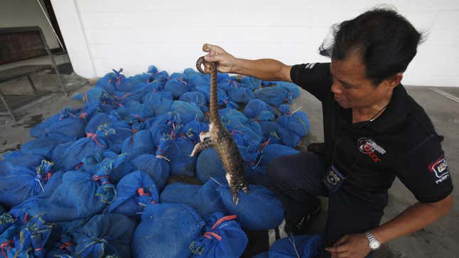 A customs officer shows a pangolin to the media at the customs department in Bangkok September 26, 2011. Officers stopped a pick-up truck carrying 97 pangolins, worth around 1 million baht ($32,372), in the southern province of Prachuap Khiri Khan on Sunday. According to custom officers, the pangolins were en route to be sold in China. REUTERS/Chaiwat Subprasom