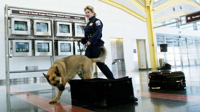 A member of the Transportation Security Administration Explosives Detection Canine Team, sniffs luggage under handler Corporal Deborah Myers’ (L) guidance during a news conference introducing the team at Ronald Reagan National Airport December 23, 2002 in Washington, DC. 