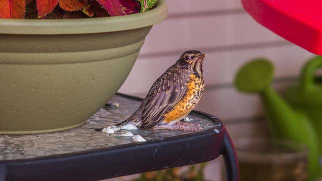 Image for article titled The Best (and Worst) Ways to Clean Bird Poop From Your Patio