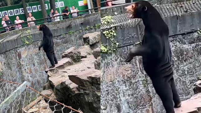 Un oso malayo que parece un hombre disfrazado en el zoo de Hangzhou
