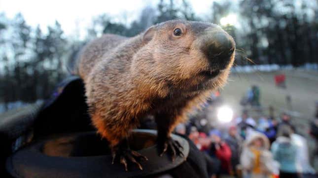 Image for article titled Depressed Groundhog Sees Shadow Of Rodent He Once Was