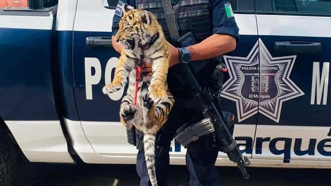 Image for article titled Tiger Cub Found In Car Trunk During Traffic Stop in Mexico