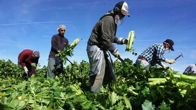 Farm workers harvesting produce in California