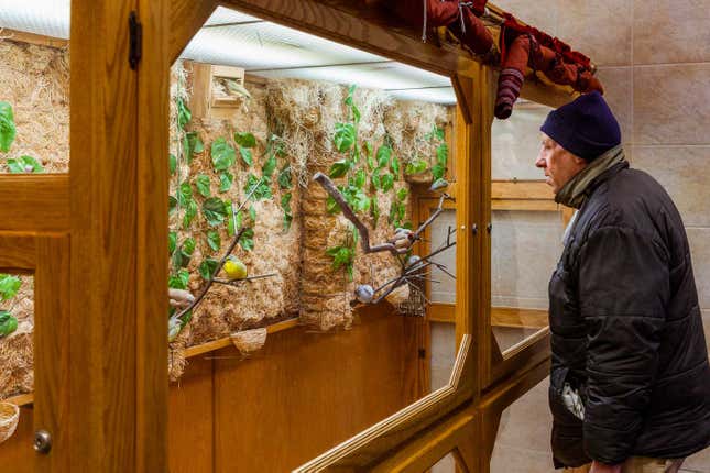 A man gazes at the bird aviary. He arrived without any laundry and left after a few minutes of looking at the birds.