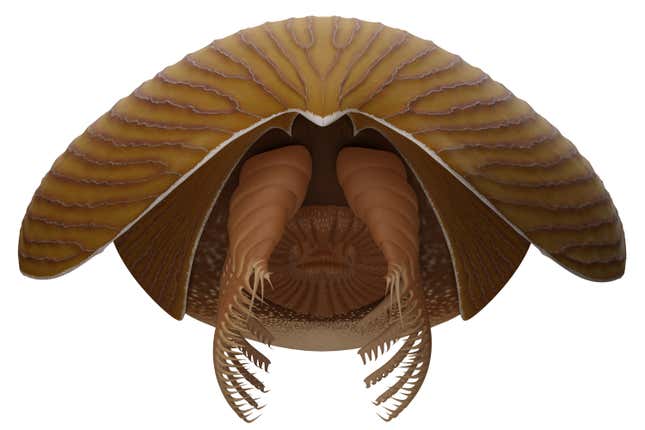 The Cambrian arthropod from the front.