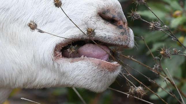 Close-up of goat eating weeds