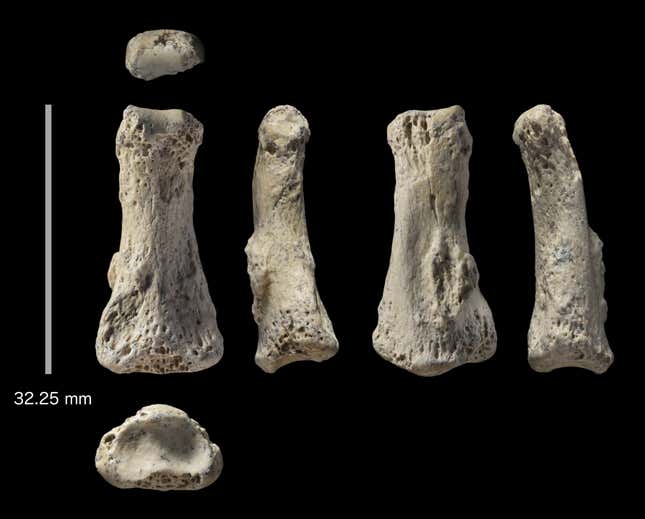 The single fossil finger bone of Homo sapiens – pictured from various angles – from the Al Wusta site, Saudi Arabia is pictured in this undated handout composite photo obtained by Reuters April 9, 2018. Ian Cartwright/Handout
