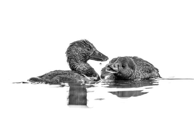  A young musk duck (right) with its mother.