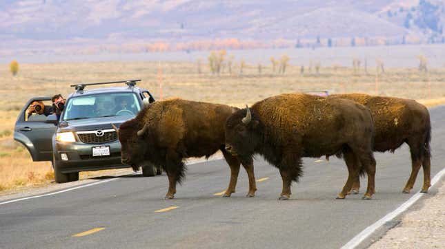 American bison in Grand Teton National Park.