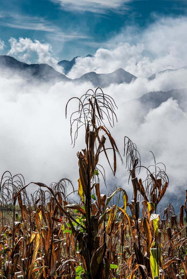 Sierra Mixe maize variety