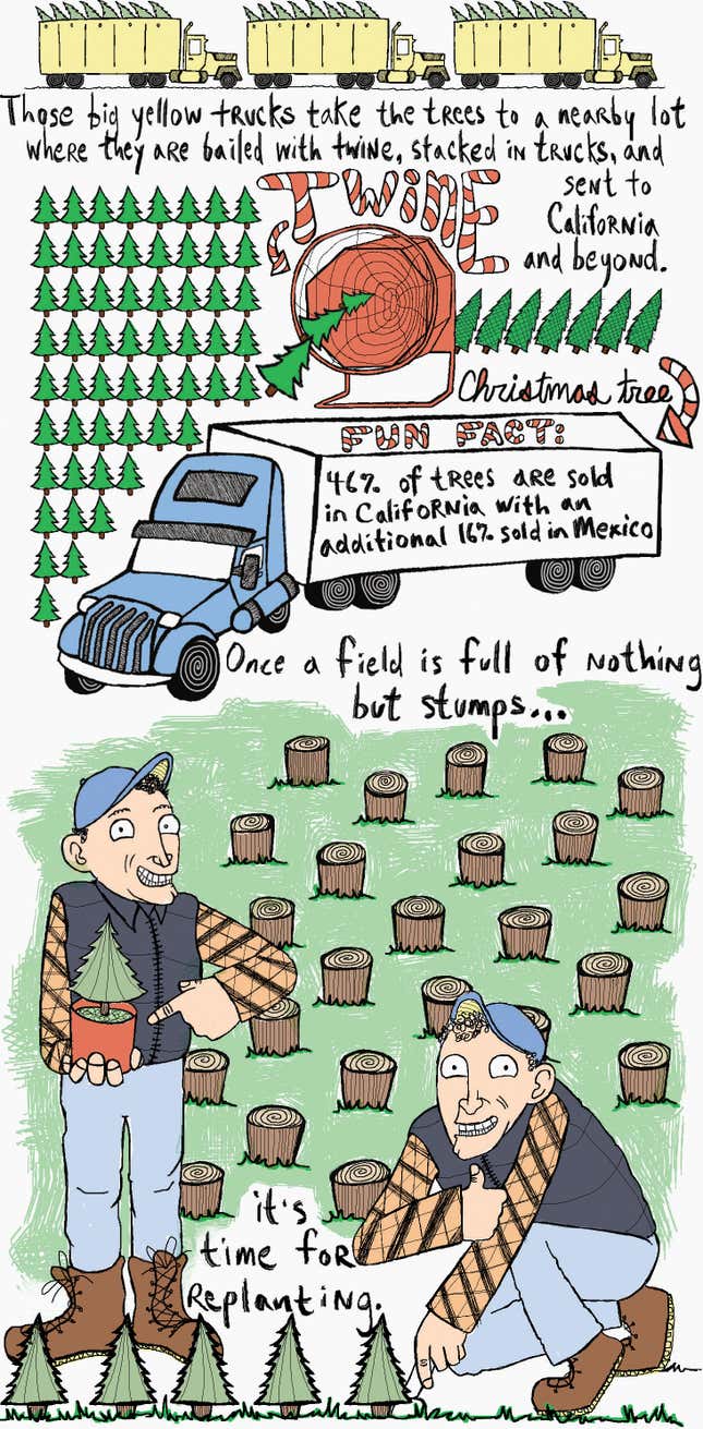 Image for article titled The life of a Christmas tree before it winds up in your house