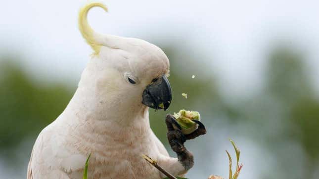 Exceptionally good looking cockatoo eating with his adorable little talon