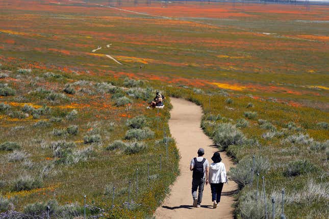 Visitantes pasean por el Antelope Valley California Poppy Reserve el pasado 10 de abril de 2023.