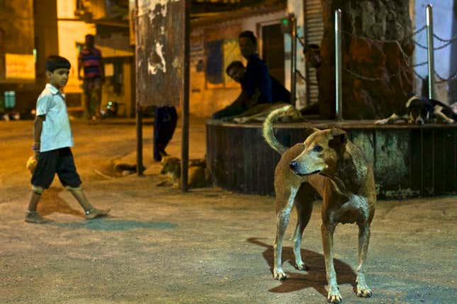 The dogs bite people and can carry the deadly rabies virus.