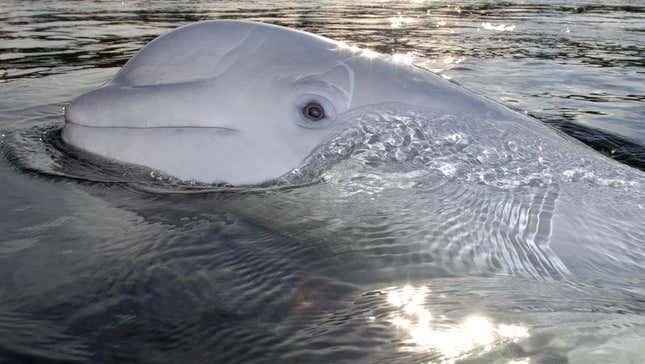 Alleged Russian spy beluga whale (not pictured) spotted in Sweden