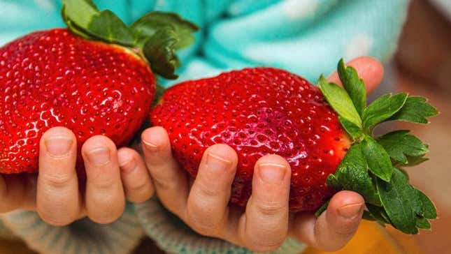 child's hands holding two large strawberries