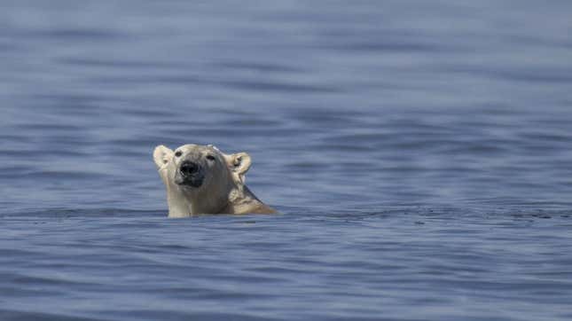 A polar bear swims to catch a beluga whale along the coast of Hudson Bay near Churchill on August 9, 2022.