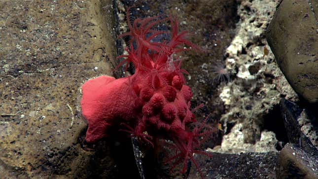 Photo of red octocoral