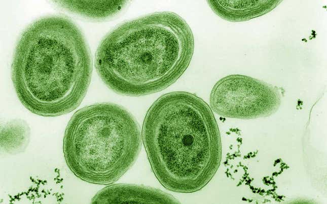 Image for article titled Climate:#9 微生物とエコ、いくつかの断章