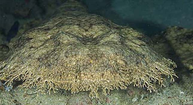 Tasselled wobbegong.