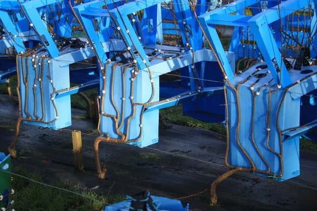 Image for article titled This designer doesn’t make chairs. He grows them—from trees