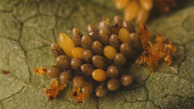 Imagen para el artículo titulado El maravilloso ciclo de vida de las mariquitas a través de un alucinante time-lapse