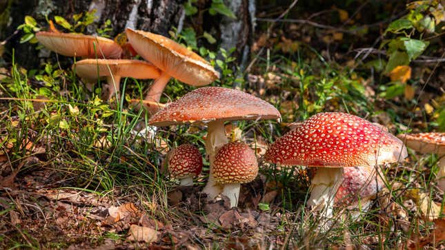 wild mushrooms in the woods