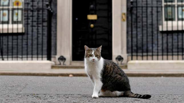 Larry the Cat standing outside 10 Downing Street as he keeps up his duties as ratcatcher.