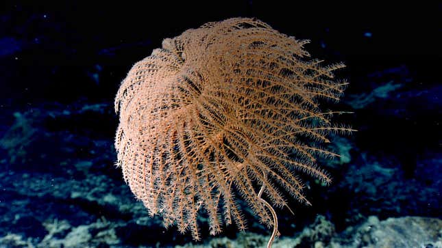 Photo of spiral coral
