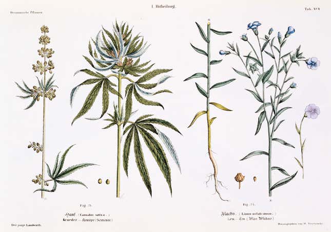 Image for article titled Quartzy: the herbal edition