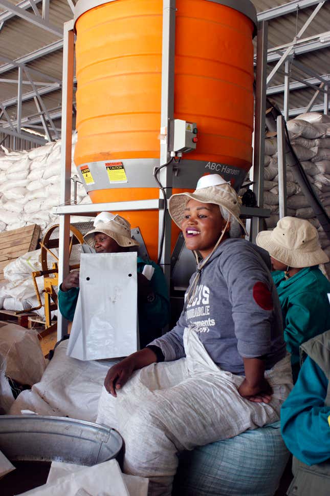 Women workers fold plant bags at Medigrow