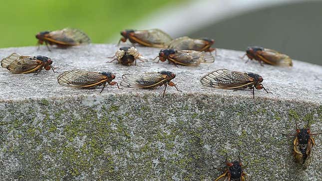Brood X cicadas gathering on a stone surface