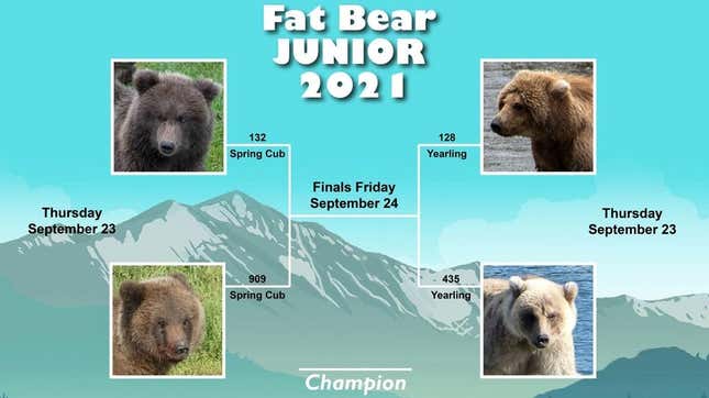Fat Bear Junior is here!