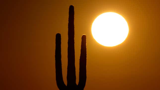 Ein Saguaro-Kaktus steht am Montag, 22. Februar 2016, in der Wüste nördlich von Phoenix vor der aufgehenden Sonne.