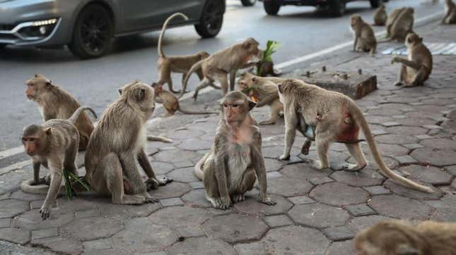 The monkeys are at war in Thailand once again