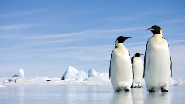 Image for article titled Biologists Confirm Penguins Totally Holding It Down On The South Pole