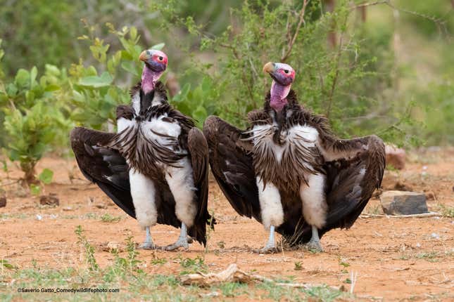Two lappet-faced vultures display in South Africa.