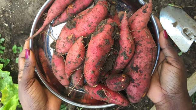 a plate of freshly harvested sweet potatoes