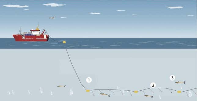 Longlining fishing technique.