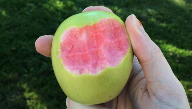The Hidden Rose is a heirloom variety of apple with pink flesh.