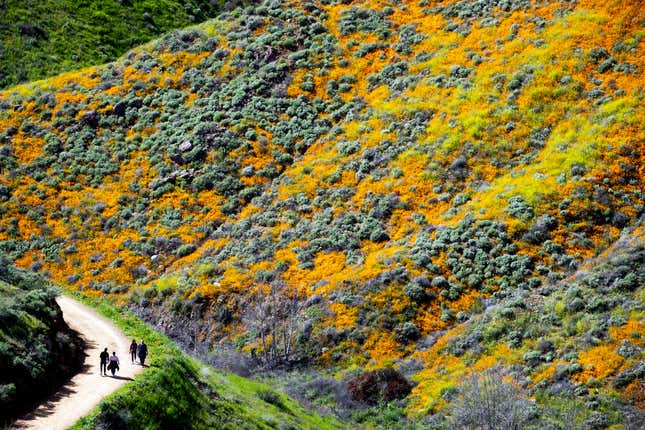 Image for article titled California’s colorful super blooms, in pictures