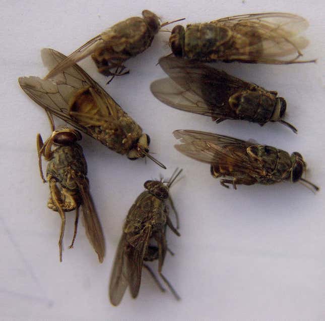 Dead tsetse flies are seen in a laboratory