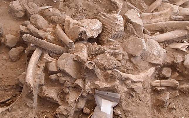 The recently discovered pile of mammoth bones in New Mexico.