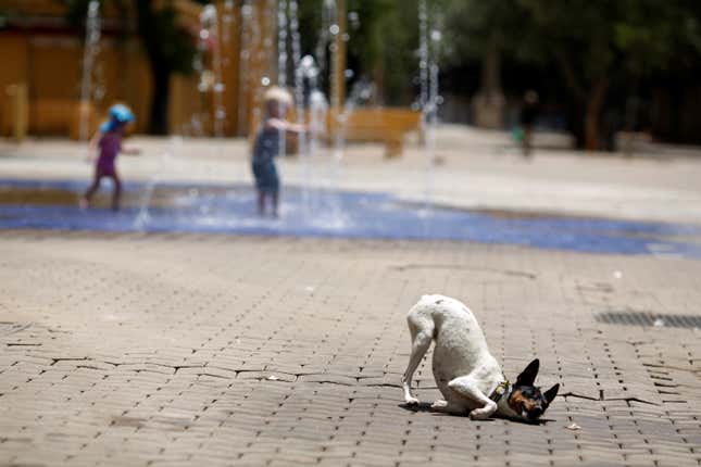 A dog tries to stay cool during a heat wave in Spain in June 2016. (Reuters/Marcelo del Pozo)
