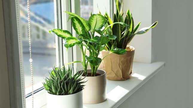 Image for article titled You Should Be Rotating Your Houseplants