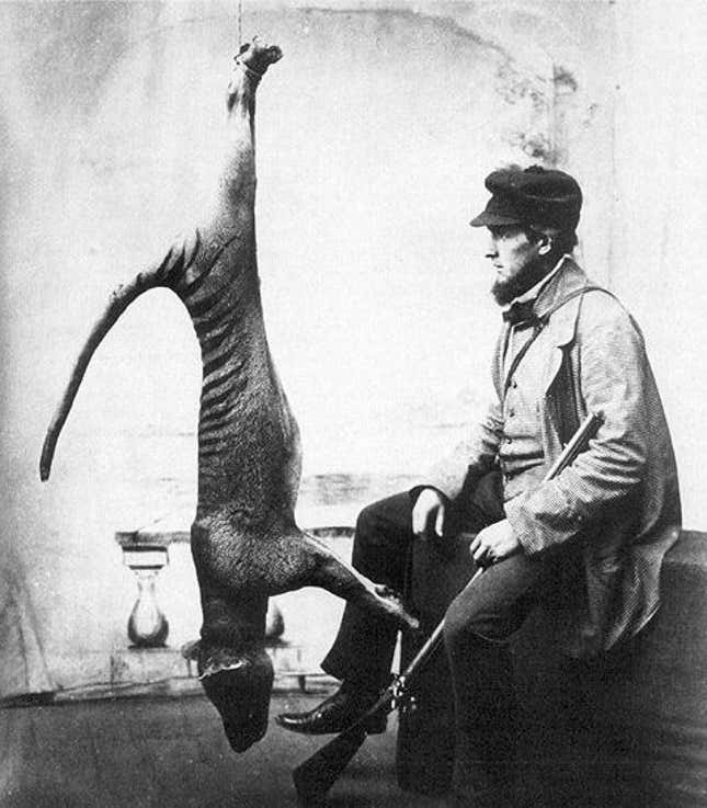 Los tilacinos fueron cazados hasta su extinción en el siglo XX