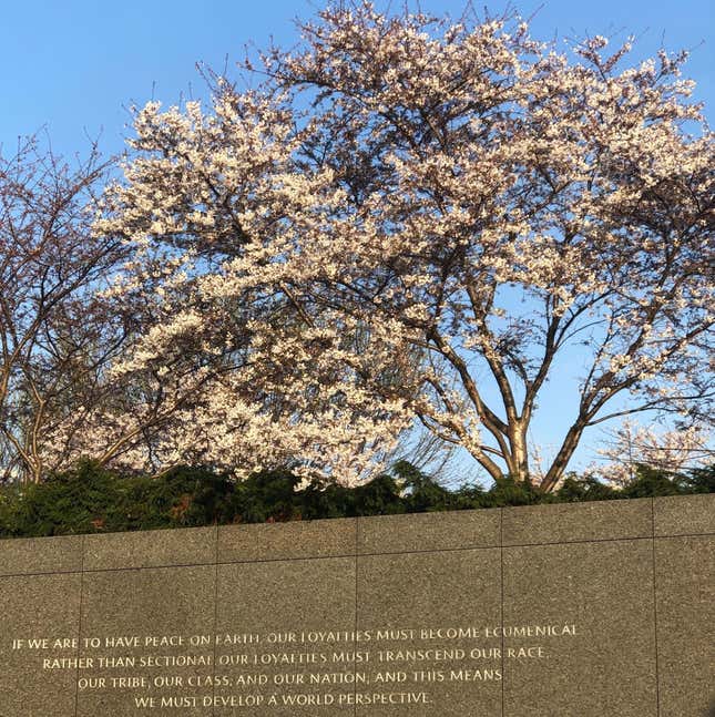Image for article titled The lessons of cherry blossoms are most relevant during the coronavirus pandemic