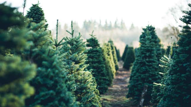 Image for article titled The Best-Smelling Types of Live Christmas Trees