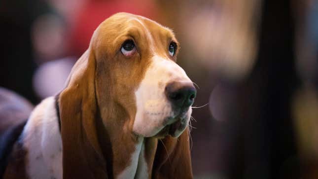 Imagen para el artículo titulado Google demanda a un usuario por estafar a personas mayores prometiéndoles cachorritos